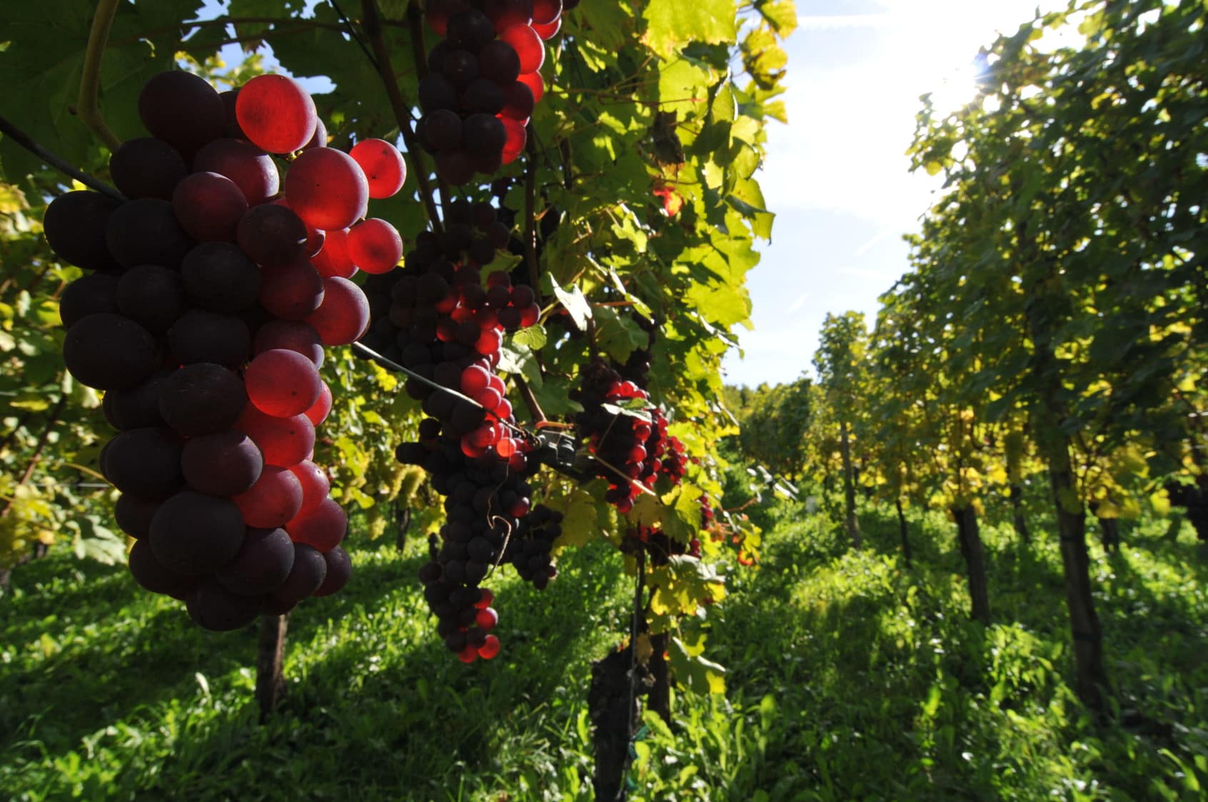 Vins Français : 3 raisons pour lesquelles ce marché fonctionne à plein régime