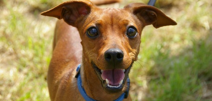 Portrait de chien