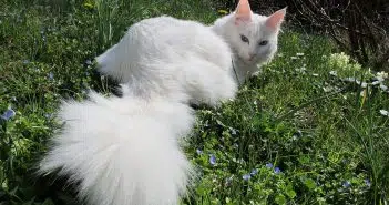 Angora turc blanc