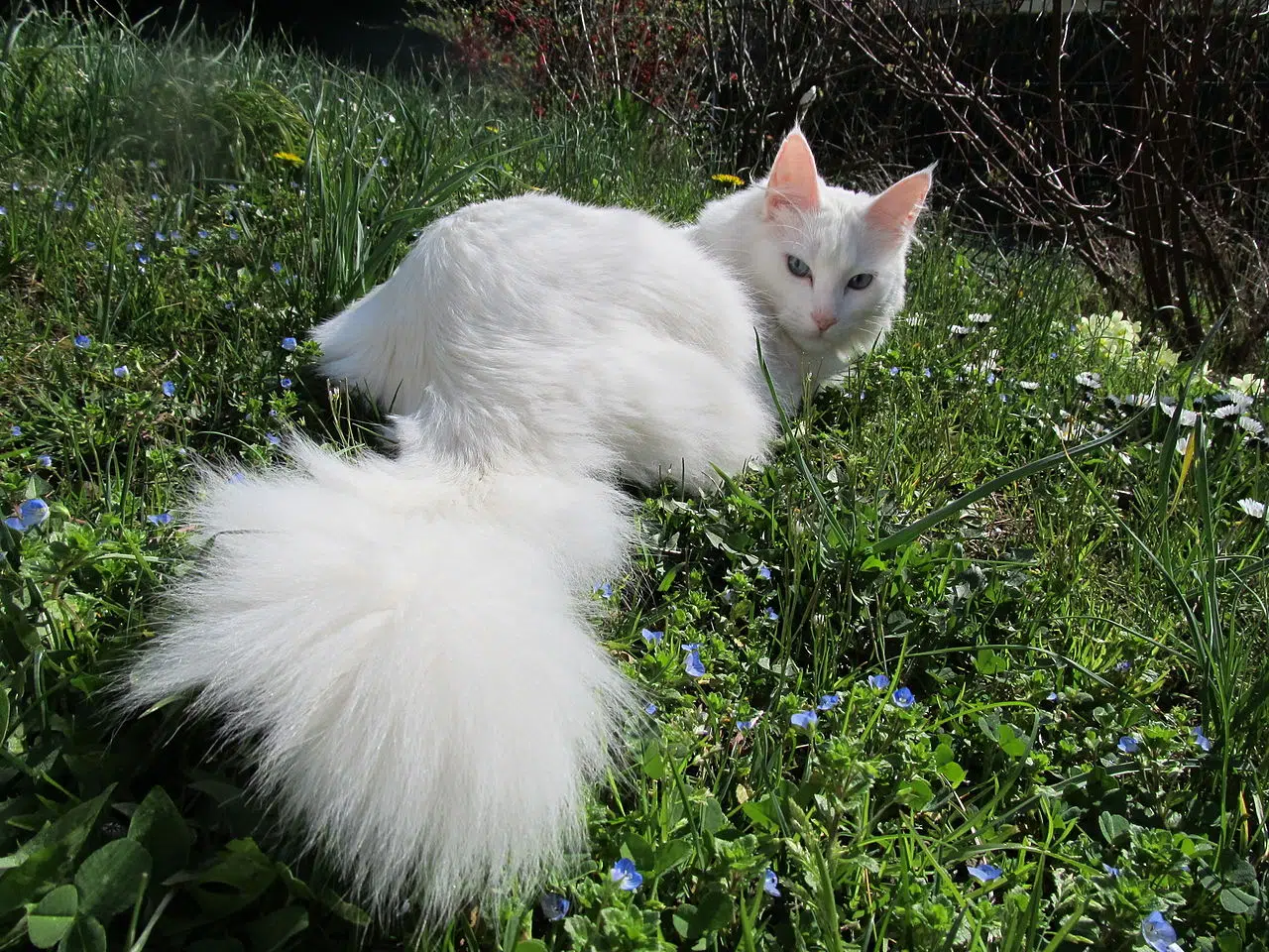 Angora turc blanc