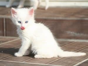 Bébé Angora turc blanc
