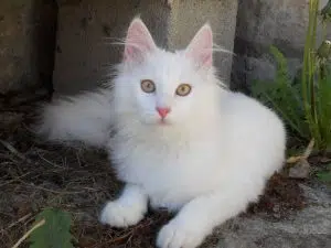 Chat Angora Turc