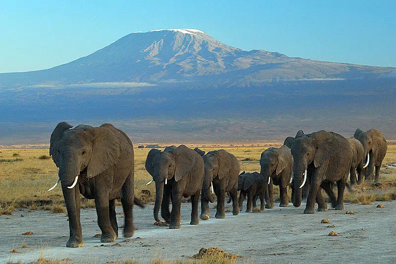 Elephants parc national Amboseli et mounts Kilimanjaro
