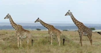 Vivre des expériences uniques lors de son voyage au Kenya Voyage Kenya :une aventure vie sauvage