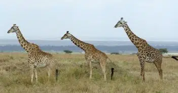 Voyage Kenya :une aventure vie sauvage