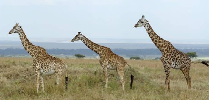 Voyage Kenya :une aventure vie sauvage