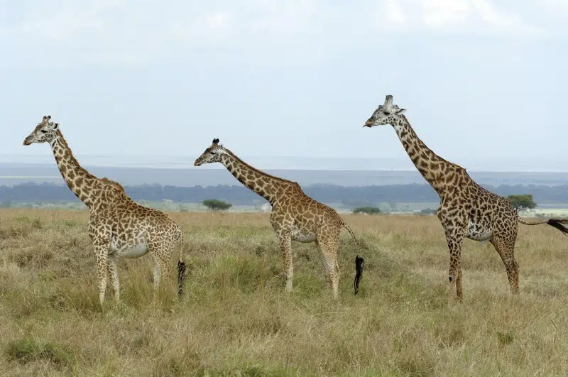 Voyage Kenya :une aventure vie sauvage