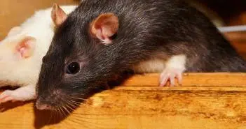 Pourquoi se débarrasser des rats