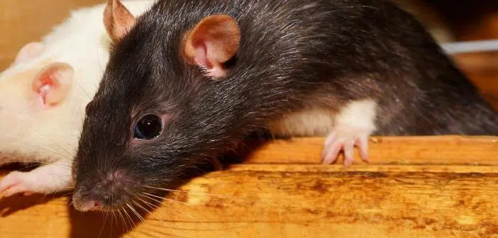Pourquoi se débarrasser des rats