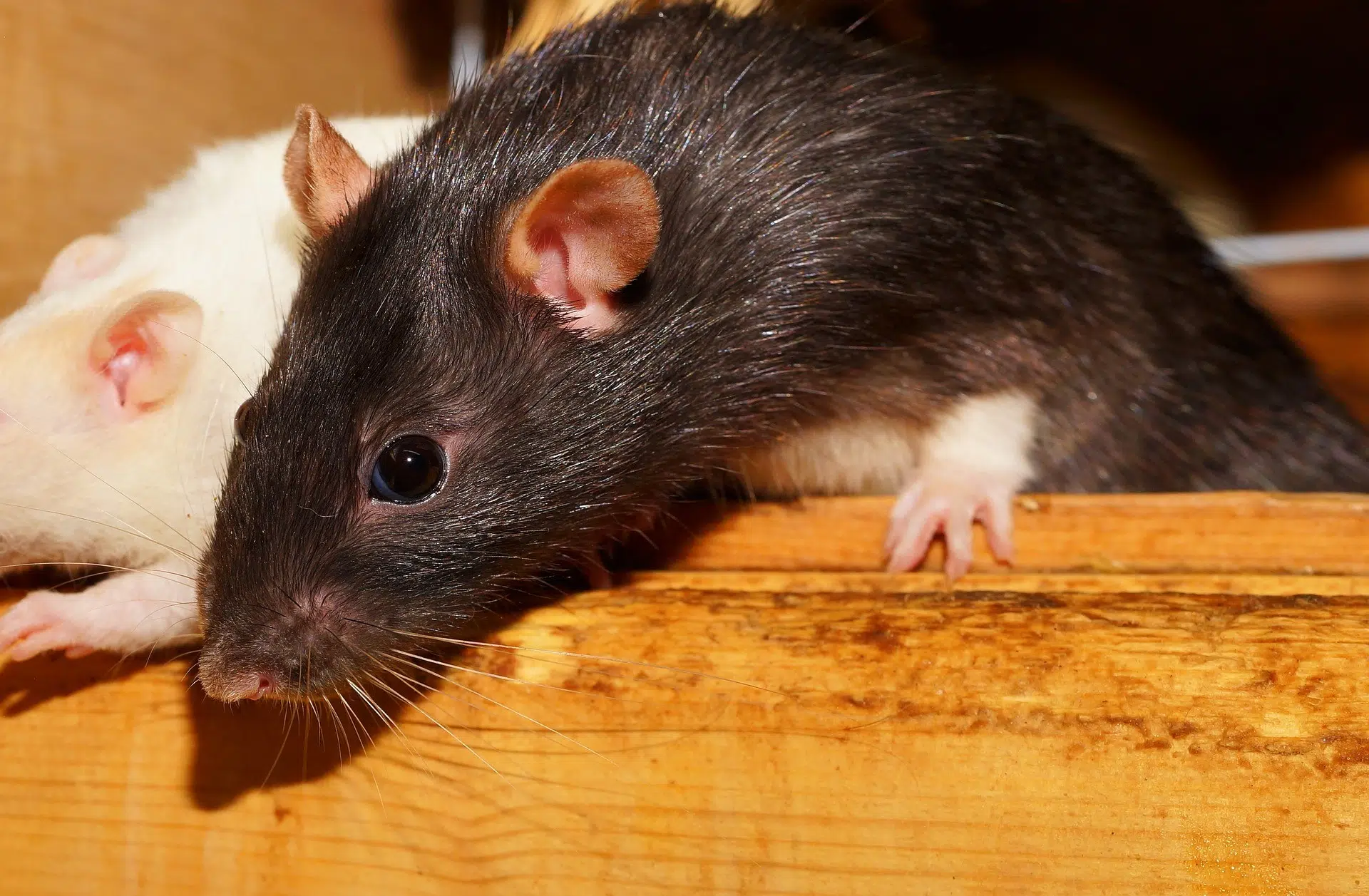 Pourquoi se débarrasser des rats