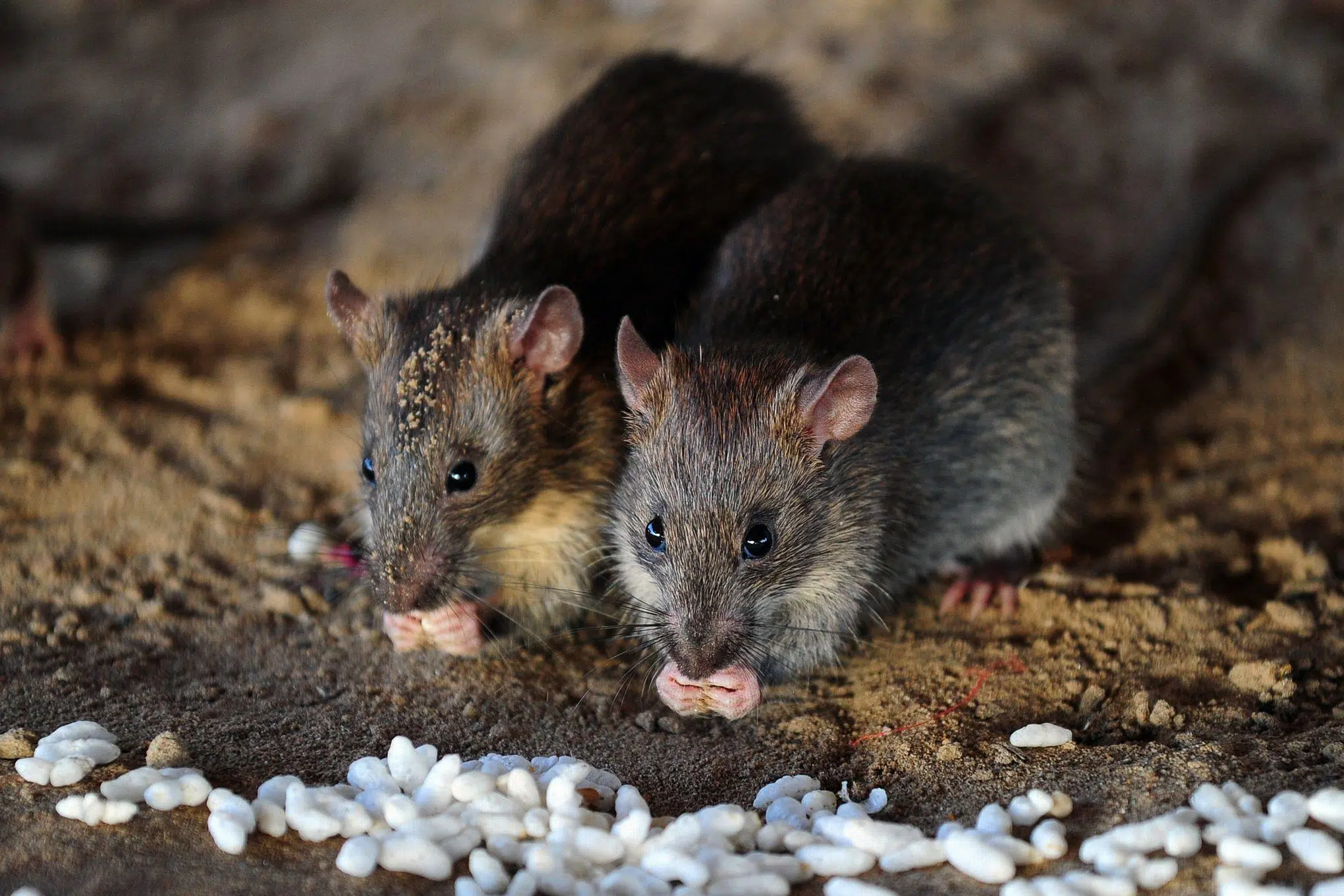 Mettez les rats à la porte