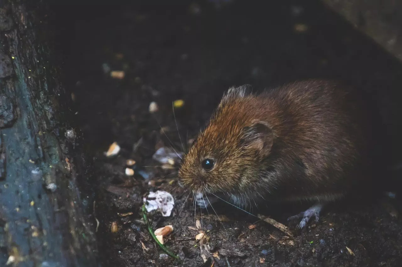 L'urgence de se débarrasser des rats