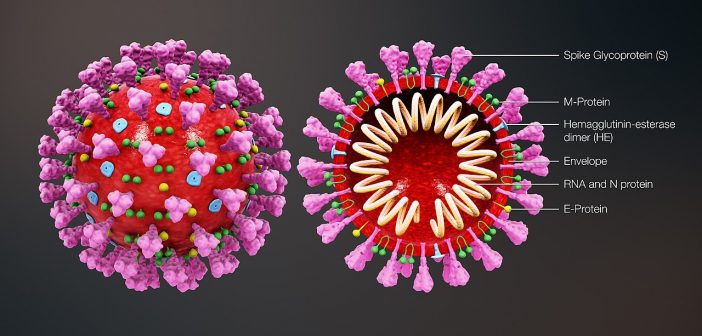 coronavirus