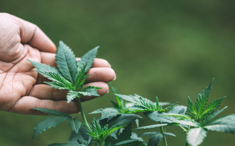 Fleurs de cannabis