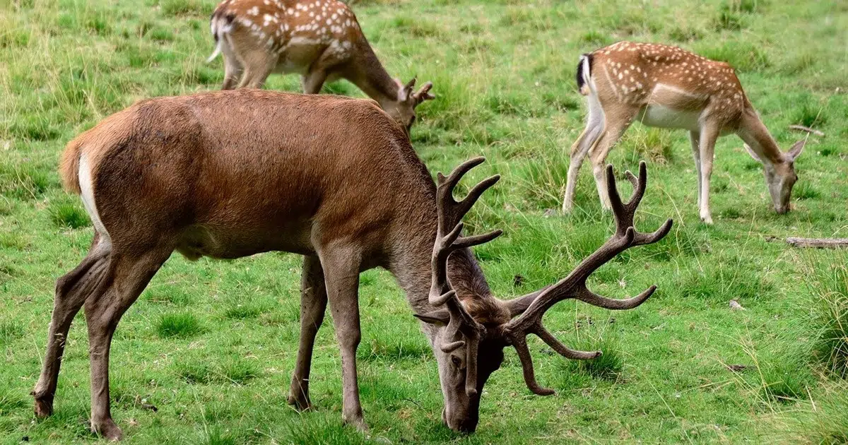Un cerf