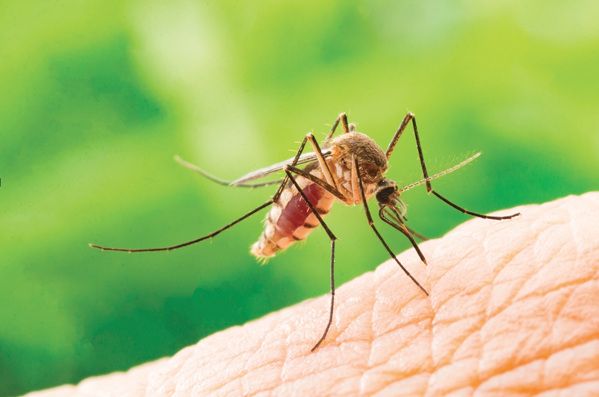 Moustique prêt à piquer