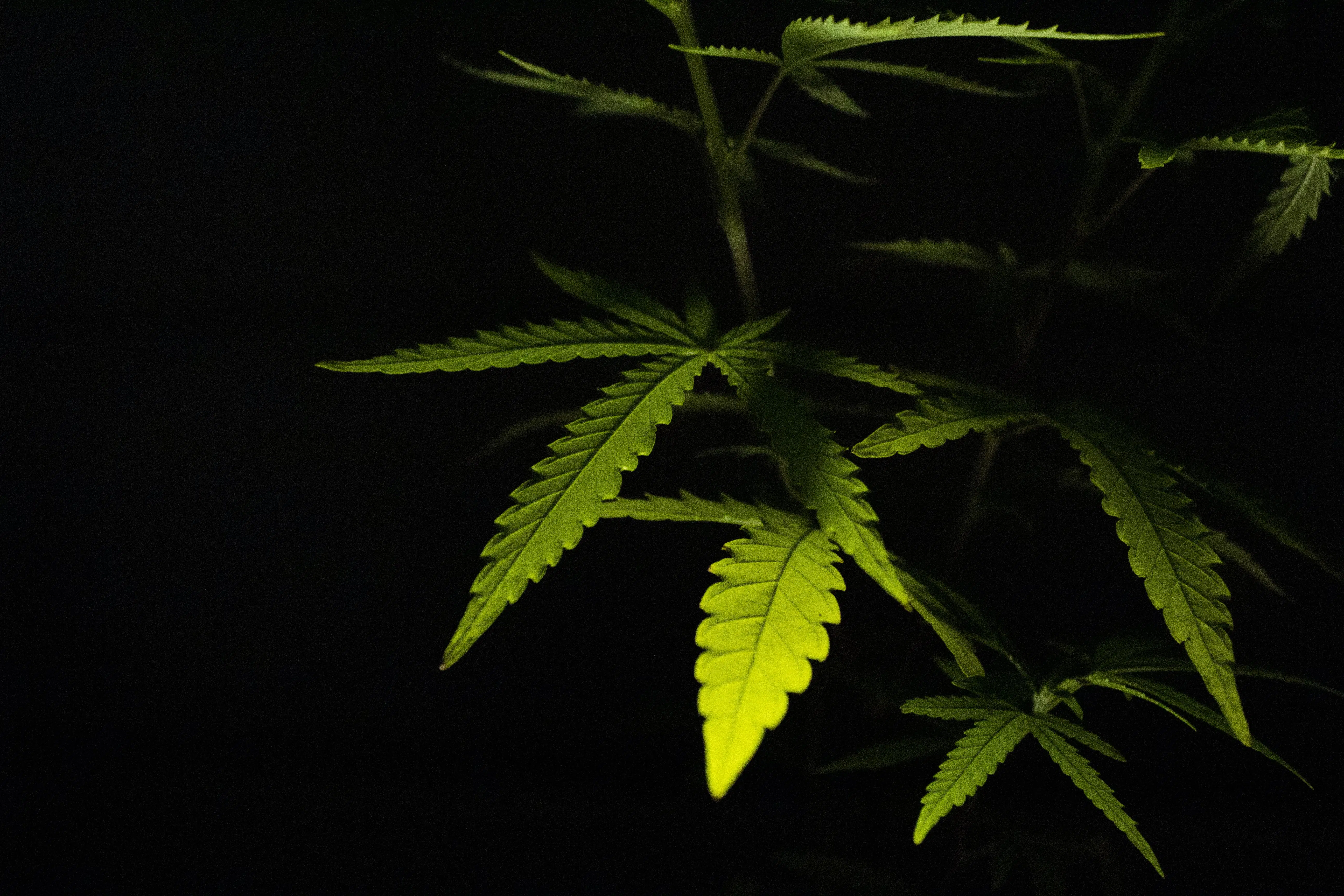 cannabis