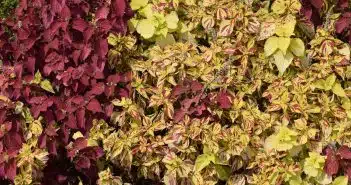 a close up of a plant with red and yellow leaves