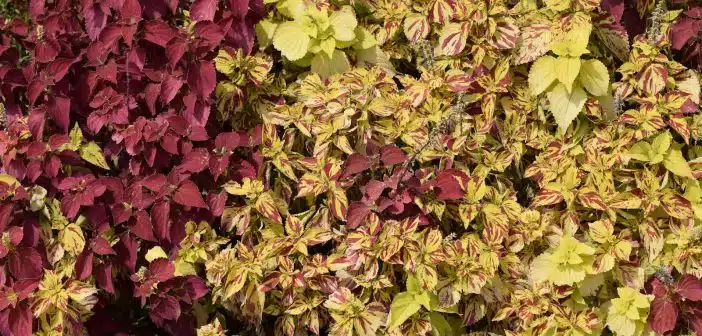 a close up of a plant with red and yellow leaves