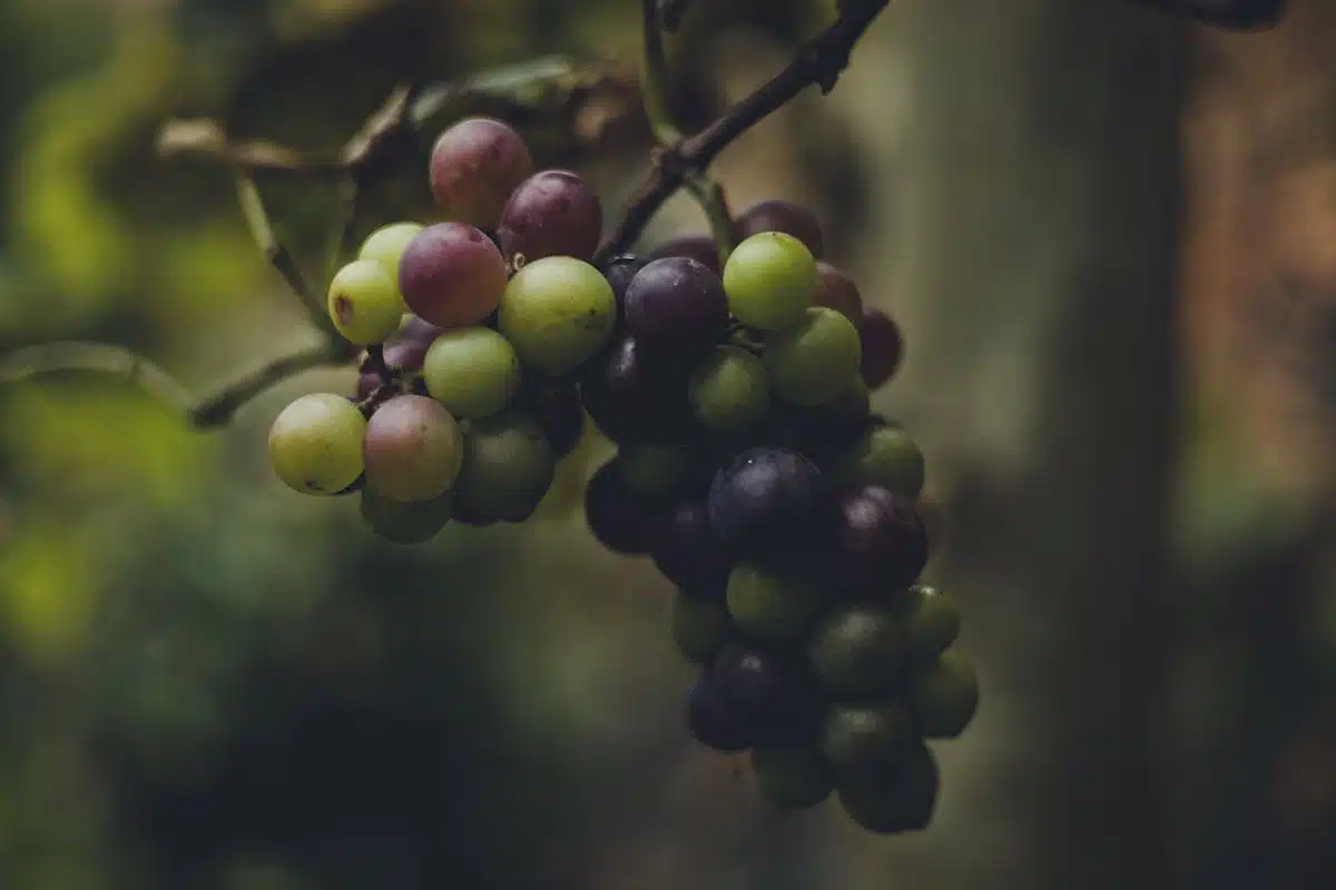 vignobles beaujolais