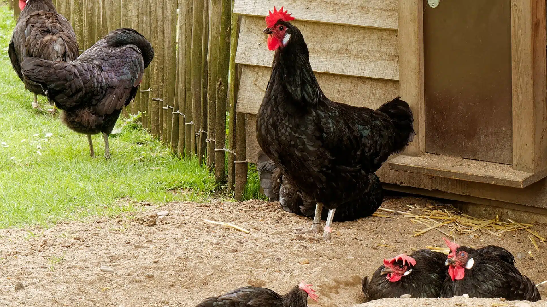 Nos conseils pour dénicher un bon fournisseur en matériel d'élevage