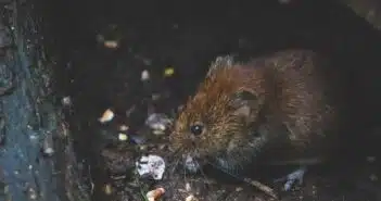 Closeup Photo of Tan Rat