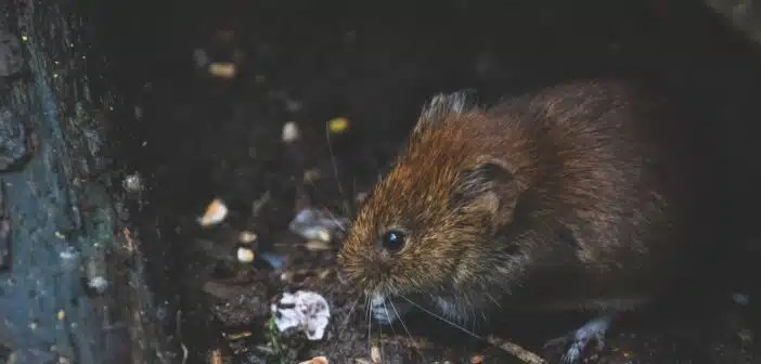 Closeup Photo of Tan Rat