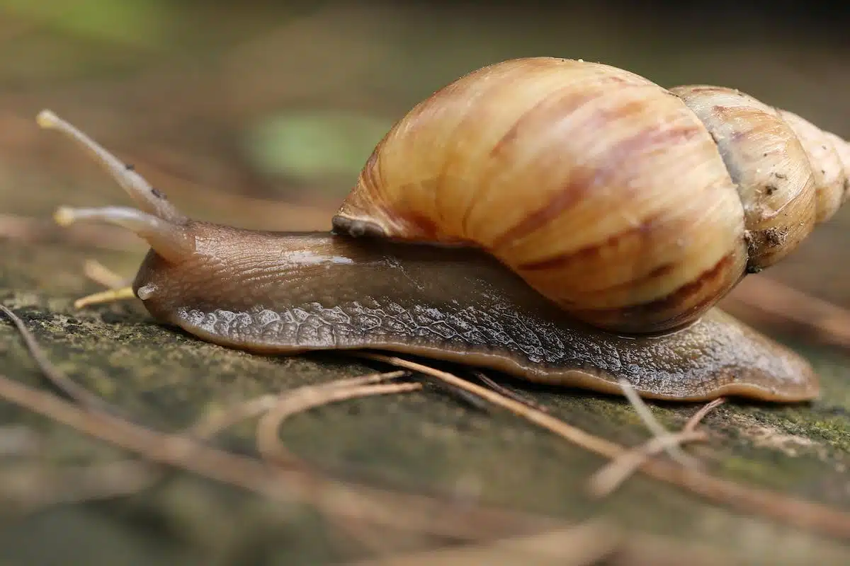 escargot africain