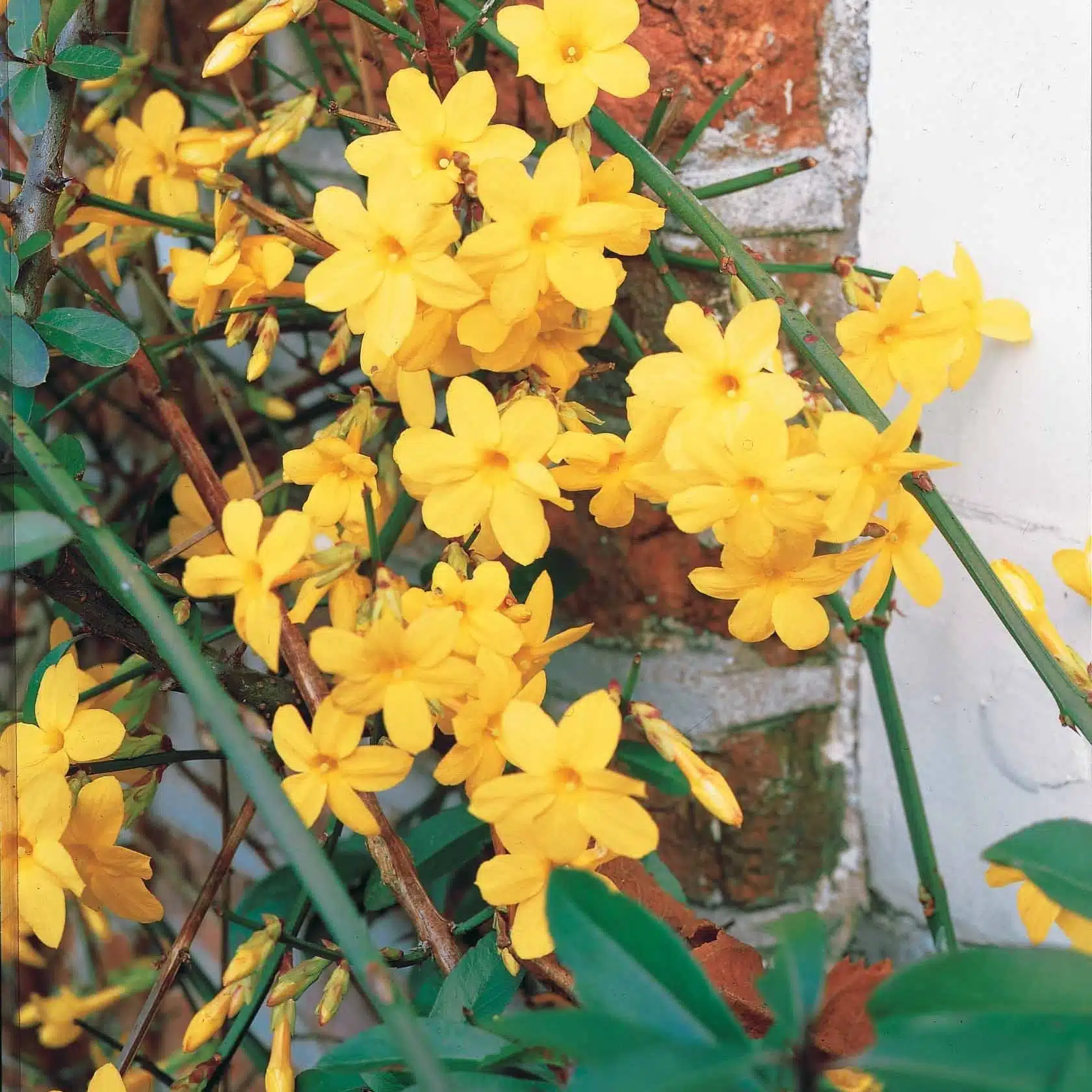 Comment sécher les fleurs de jasmin pour en profiter pleinement